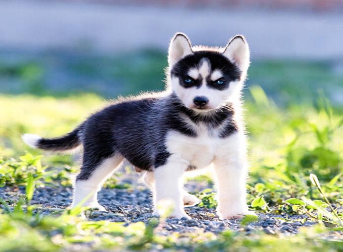 基地放假啦 狗狗无人照顾