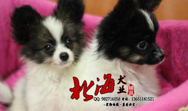 北京房山区纯种蝴蝶犬多少钱一只