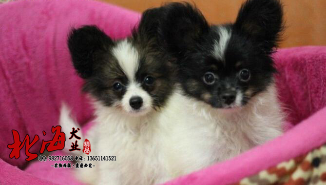 北京房山区纯种蝴蝶犬多少钱一只