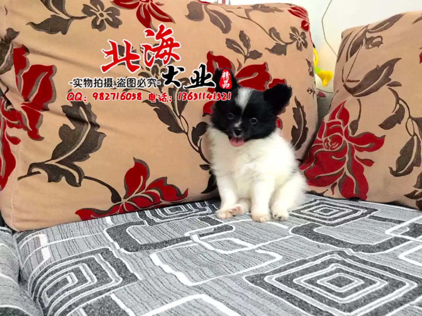 北京房山区纯种蝴蝶犬多少钱一只