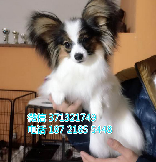 蝴蝶犬出售纯种幼犬，小型犬，超迷人 成都犬舍