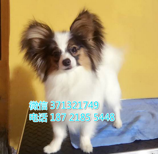 合肥出售一窝 小型犬蝴蝶犬狗狗，三色蝴蝶狗狗 狗繁殖基地