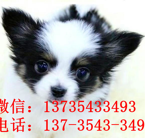 苏州宠物狗狗犬舍出售蝴蝶犬 哪里有买狗卖狗市场