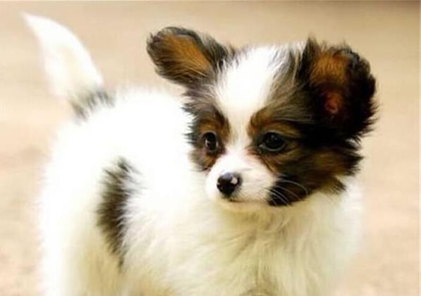 武汉宠物狗狗犬舍出售蝴蝶犬 哪里有买狗卖狗