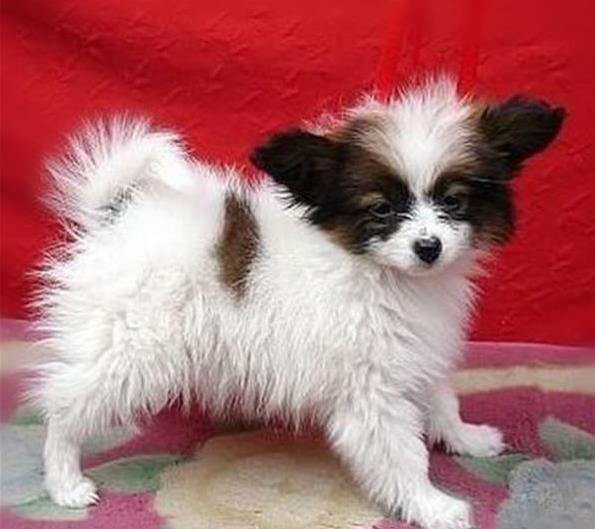 郑州宠物狗狗犬舍出售蝴蝶犬 哪里有买狗卖狗