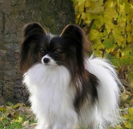 ?？诔栉锕饭啡岢鍪酆?哪里有买狗卖狗