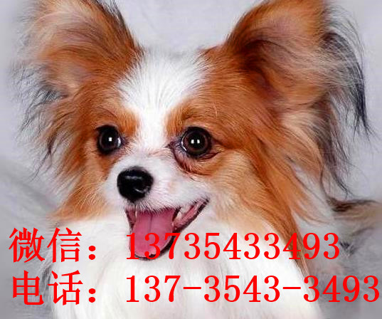 南宁宠物狗狗犬舍出售蝴蝶犬 哪里有买狗卖狗市场