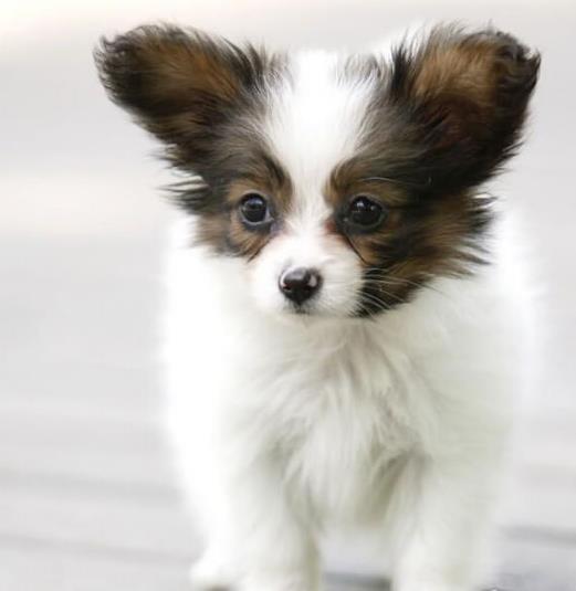 成都宠物狗狗犬舍出售蝴蝶犬 哪里有买狗卖狗