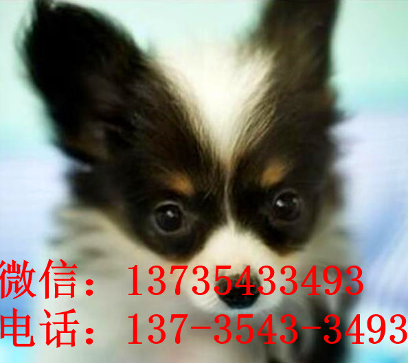 南京宠物狗狗犬舍出售蝴蝶犬 哪里有买狗卖狗