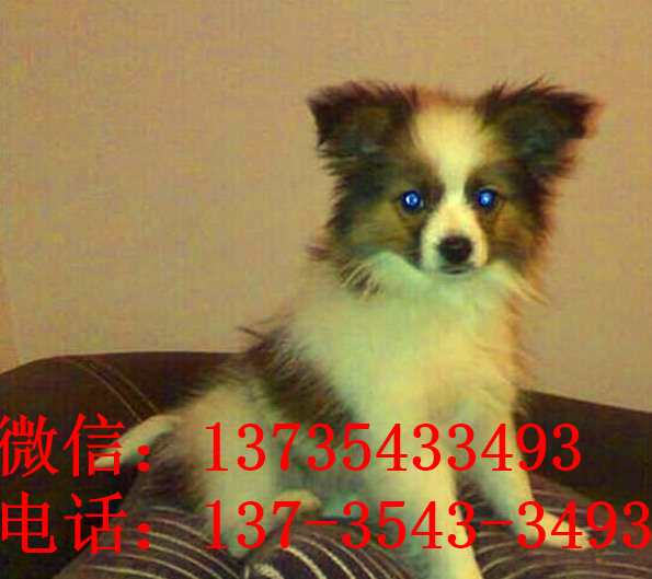 武汉宠物狗狗犬舍出售蝴蝶犬 哪里有买狗卖狗市场