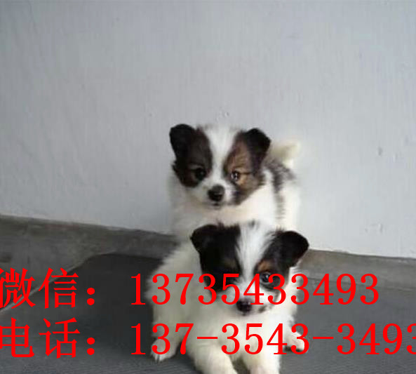 广州宠物狗狗犬舍出售蝴蝶犬 哪里有买狗卖狗市场