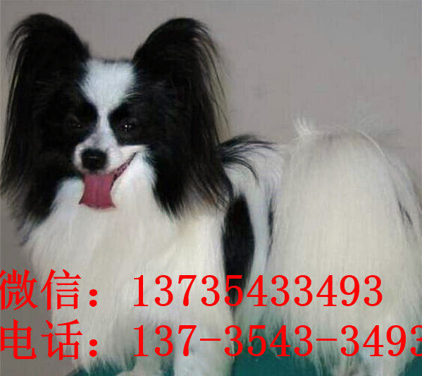 南京宠物狗狗犬舍出售蝴蝶犬 哪里有买狗卖狗市场