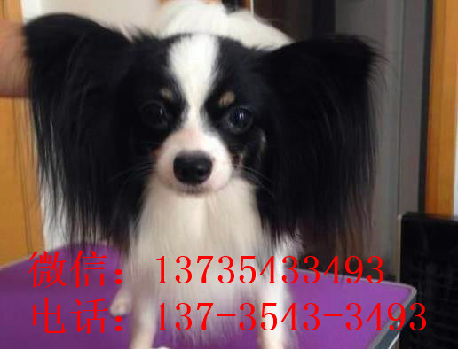 郑州宠物狗狗犬舍出售蝴蝶犬 哪里有买狗卖狗市场