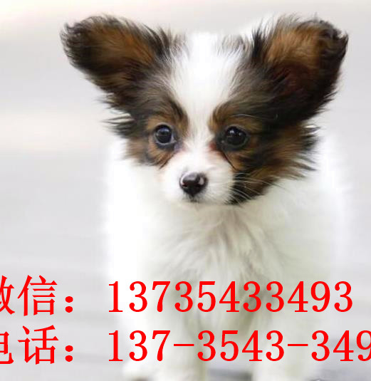 南京宠物狗狗犬舍出售蝴蝶犬 哪里有买狗卖狗市场