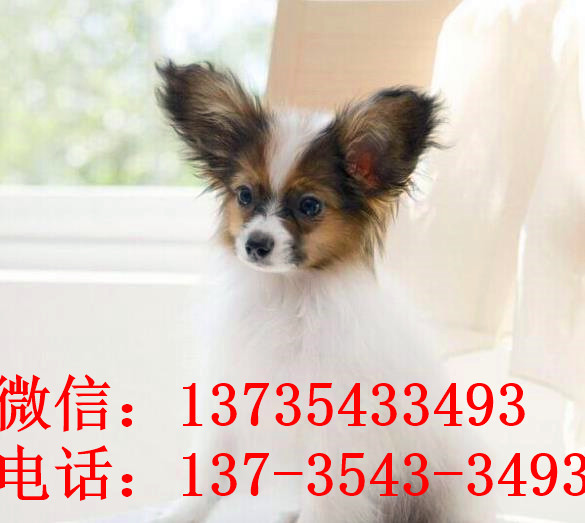 昆明宠物狗狗犬舍出售蝴蝶犬 哪里有买狗卖狗市场