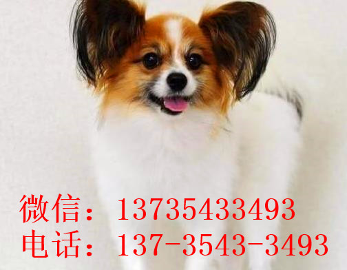 南昌宠物狗狗犬舍出售蝴蝶犬 哪里有买狗卖狗市场