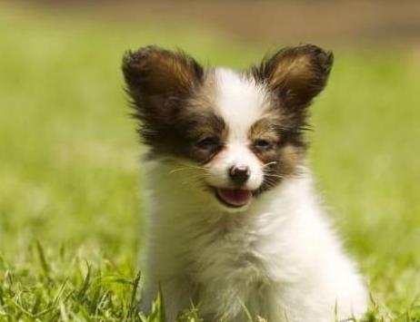 天津宠物狗狗犬舍出售蝴蝶犬 哪里有买狗卖狗