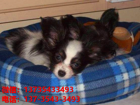 杭州宠物狗犬舍出售纯种蝴蝶犬活体宠物狗网上哪里有卖狗领养狗狗买狗地方