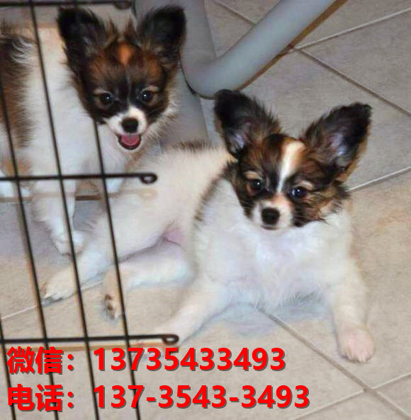 上海宠物狗犬舍出售纯种蝴蝶犬活体宠物狗网上哪里有卖狗领养狗狗买狗地方