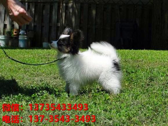 济宁宠物狗犬舍出售纯种蝴蝶犬活体宠物狗网上哪里有卖狗领养狗狗买狗地方