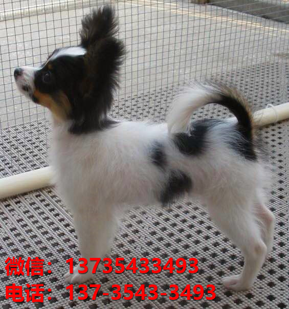 三明宠物狗犬舍出售纯种蝴蝶犬活体宠物狗网上哪里有卖狗领养狗狗买狗地方