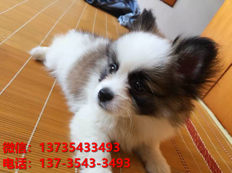 宜昌宠物狗犬舍出售纯种蝴蝶犬活体宠物狗网上哪里有卖狗领养狗狗买狗地方