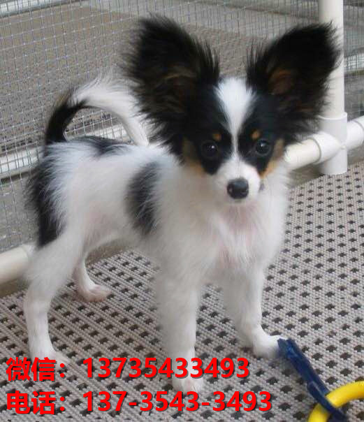 三明宠物狗犬舍出售纯种蝴蝶犬活体宠物狗网上哪里有卖狗领养狗狗买狗地方