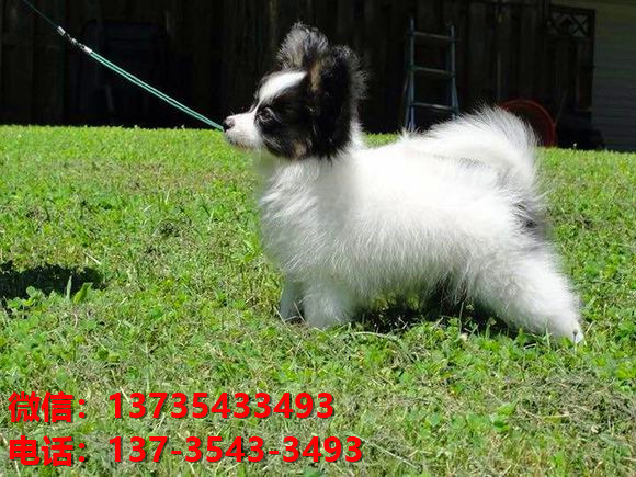 济宁宠物狗犬舍出售纯种蝴蝶犬活体宠物狗网上哪里有卖狗领养狗狗买狗地方