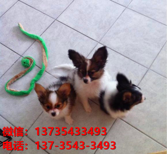 杭州宠物狗犬舍出售纯种蝴蝶犬活体宠物狗网上哪里有卖狗领养狗狗买狗地方