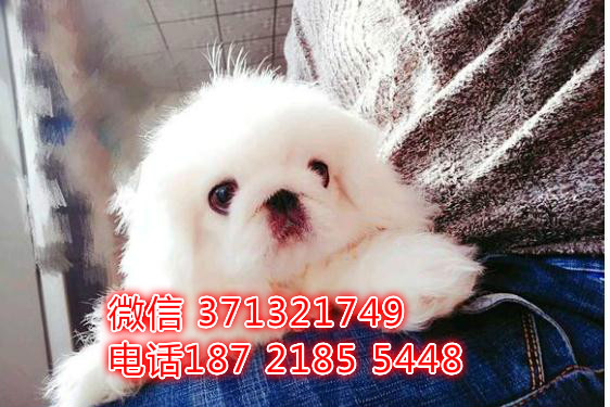 京巴犬出售纯种，小型犬京巴，天津犬舍