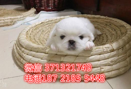 深圳犬舍出售 京巴犬纯种幼犬 长不大的小京巴狗狗