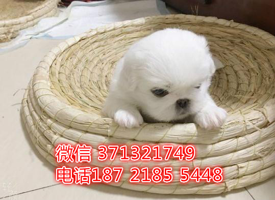 深圳犬舍出售 京巴犬纯种幼犬 长不大的小京巴狗狗