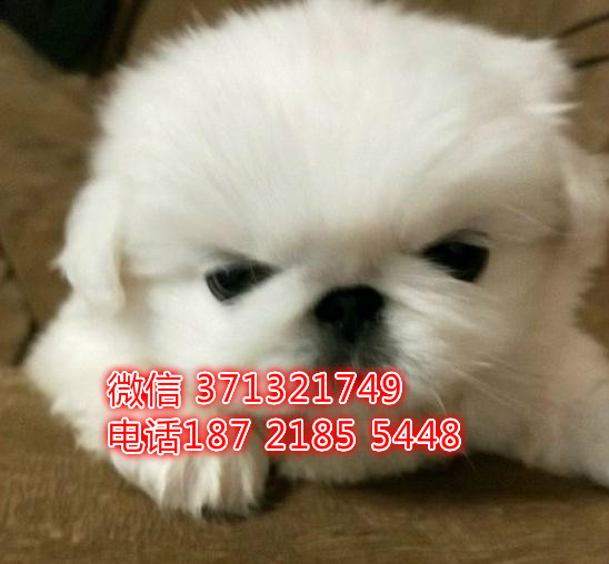 京巴犬出售小型犬 厦门犬舍出售，厦门狗场