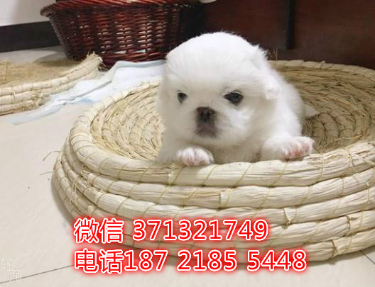 深圳犬舍出售 京巴犬纯种幼犬 长不大的小京巴