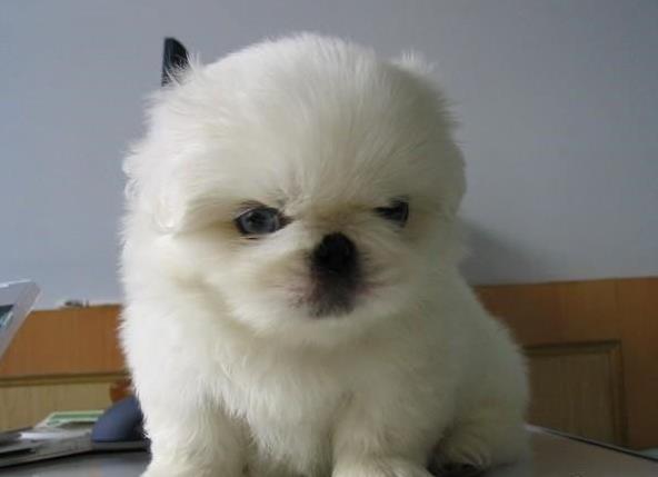 贵州宠物狗狗犬舍出售纯种京巴犬 哪里有卖狗