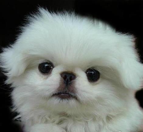 武汉宠物狗狗犬舍出售纯种京巴犬 哪里有卖狗