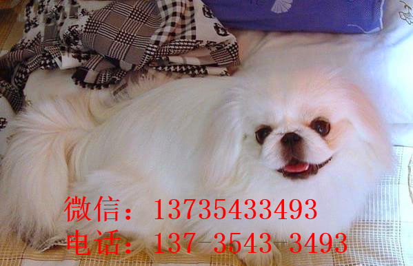 南昌宠物狗狗犬舍出售纯种京巴犬 哪里有卖狗买狗市场
