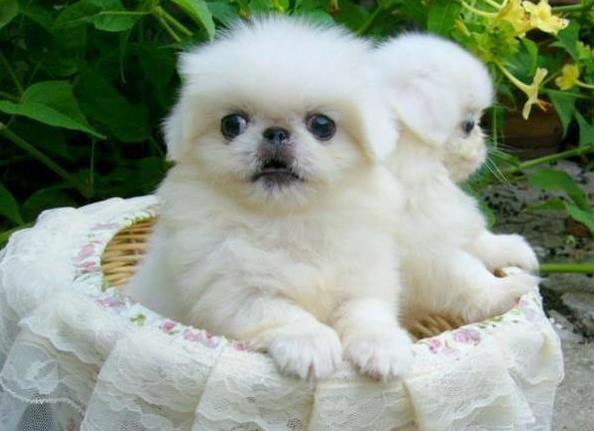 ?？诔栉锕饭啡岢鍪鄞恐志┌腿?哪里有卖狗