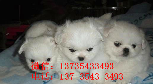 南昌宠物狗狗犬舍出售纯种京巴犬 哪里有卖狗买狗市场