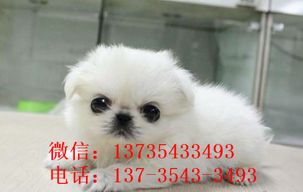 福州宠物狗狗犬舍出售纯种京巴犬 哪里有卖狗买狗市场