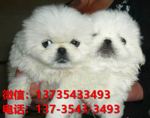 丽江宠物狗犬舍出售纯种京巴犬活体宠物狗网上