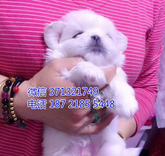 西安 全国发货 京巴犬纯种幼犬 西安犬舍促销