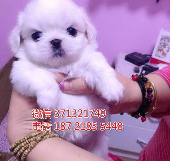 南京狗狗 京巴犬出售 南京特价宠物狗狗 