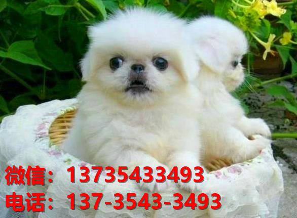 珠海宠物狗犬舍出售纯种京巴犬活体宠物狗网上