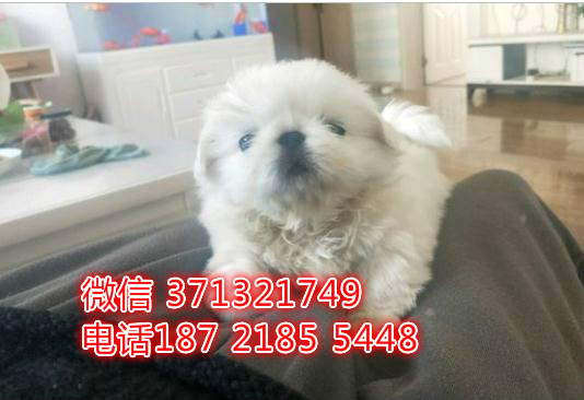 南昌狗狗 京巴犬出售纯种 南昌犬舍 南昌全国发货