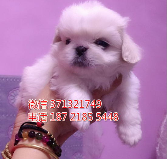 太原 京巴犬出售纯种幼犬 太原狗场繁殖太原犬舍