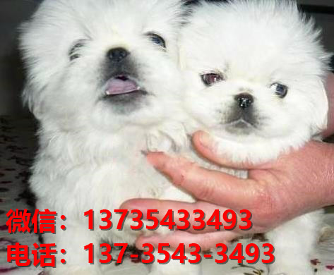 丽江宠物狗犬舍出售纯种京巴犬活体宠物狗网上哪里有卖狗领养狗狗买狗地方