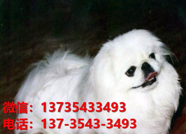 正宗京巴犬出售 南京宠物狗犬舍哪里有卖狗 京