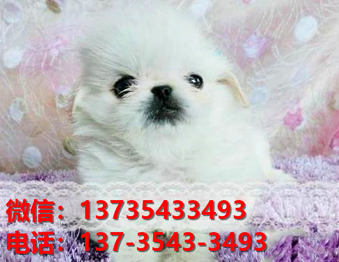 正宗京巴犬出售 福州宠物狗犬舍哪里有卖狗 京巴在哪买狗领养