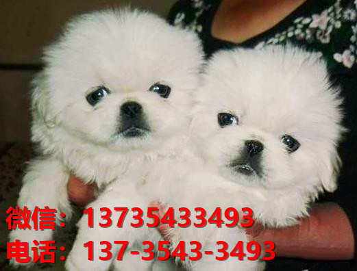 丽江宠物狗犬舍出售纯种京巴犬活体宠物狗网上哪里有卖狗领养狗狗买狗地方